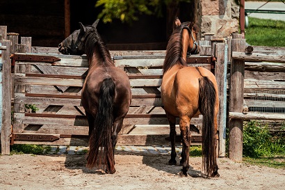 horses Montana ranch