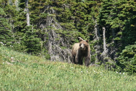 Grizzly bear