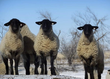 Montana sheep