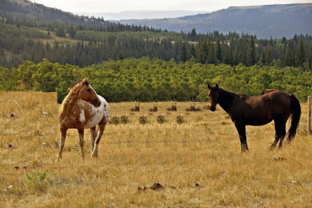 Montana horses