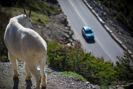 Going to the Sun mountain goat