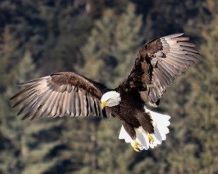 Bald Eagle GNP