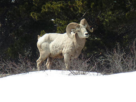 Bighorn Sheep Glacier