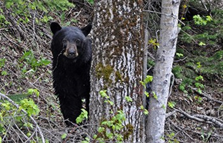 Black bear Glacier