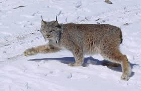 Lynx Bobcat Glacier