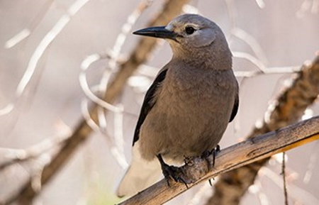 Clark's Nutcracker Glacier