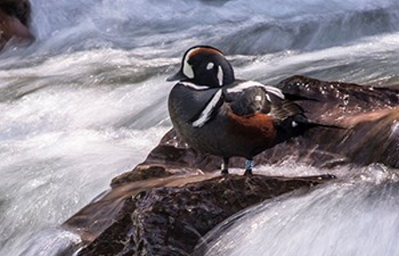 Harlequin duck Glacier