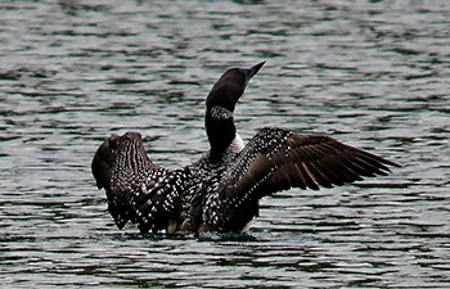 Common loon Glacier