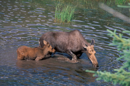 Moose GNP