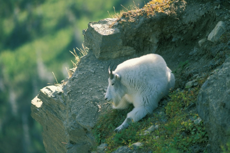 Mountain goat Glacier