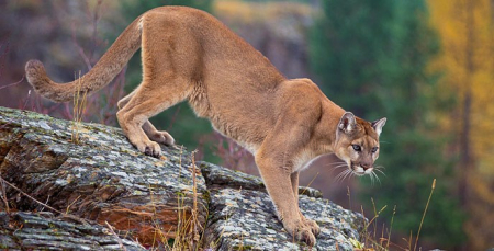 Mountain lion Glacier