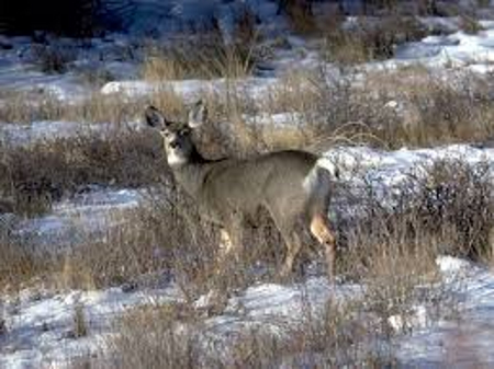 Mule deer Glacier