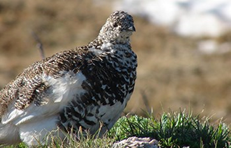 Ptarmigan Glacier