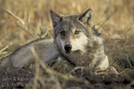 Gray wolf