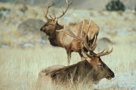 Elk Glacier