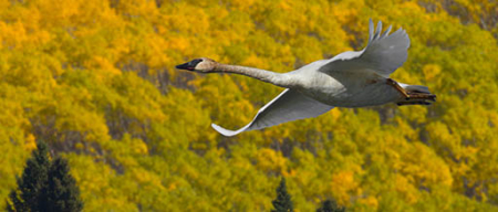 Trumpeter swan USFWS