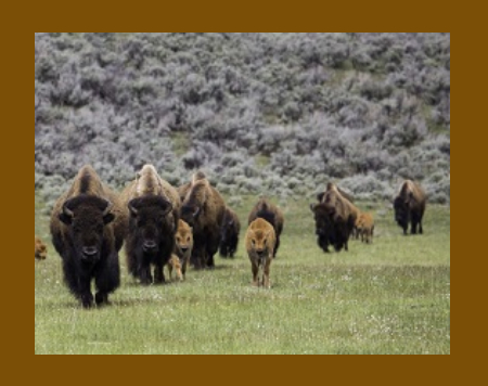 Buffalo Mont.