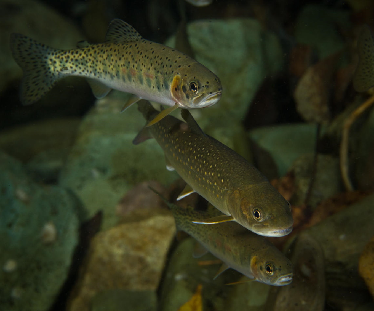 westslope trout