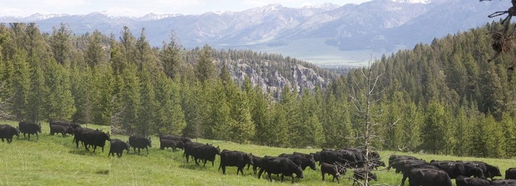 Summer pasture in Montana.