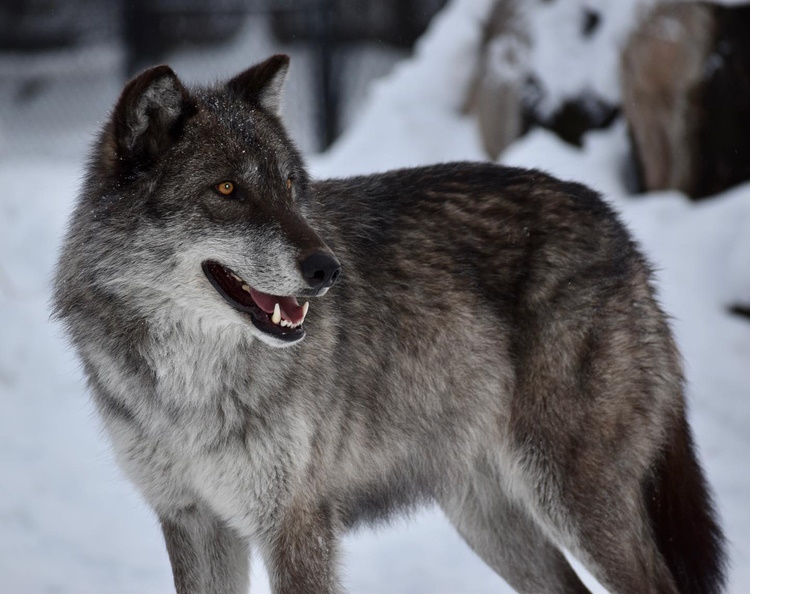 Wolf